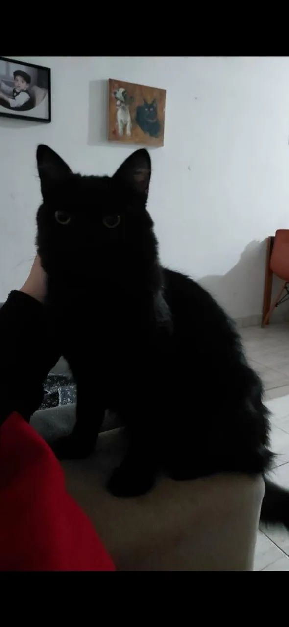 Gato macho  - Foto 5