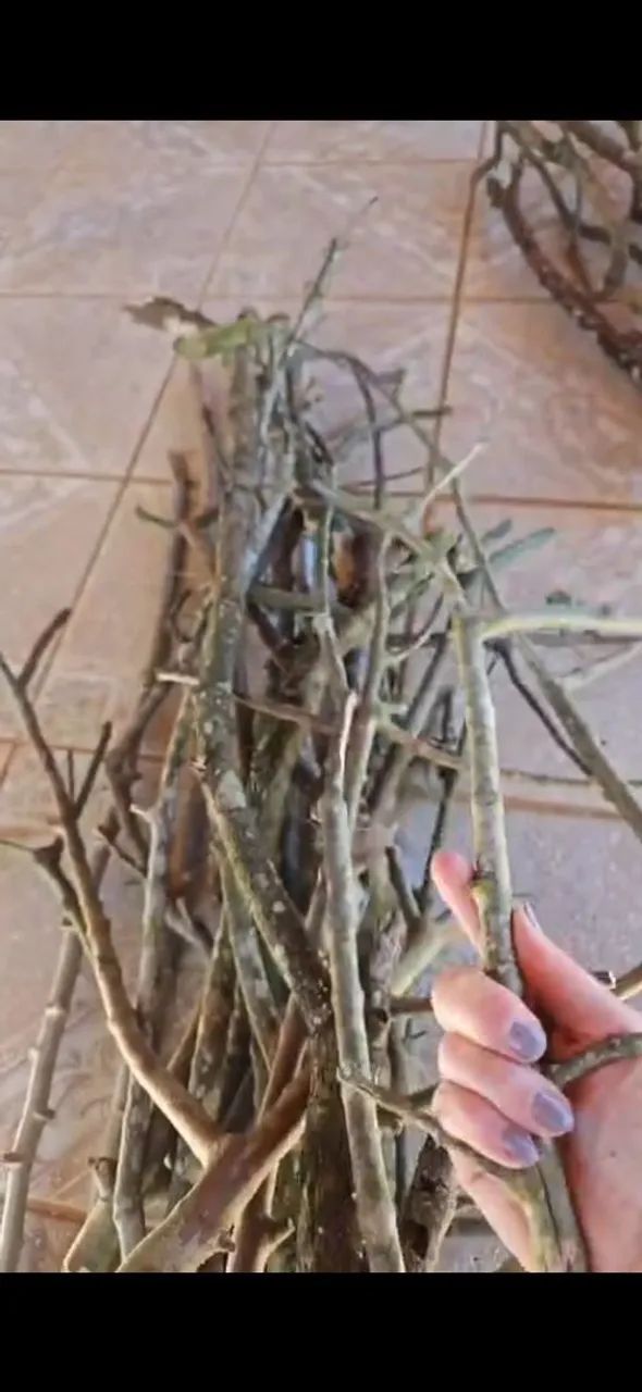 Poleiro Natural para aves  - Foto 4