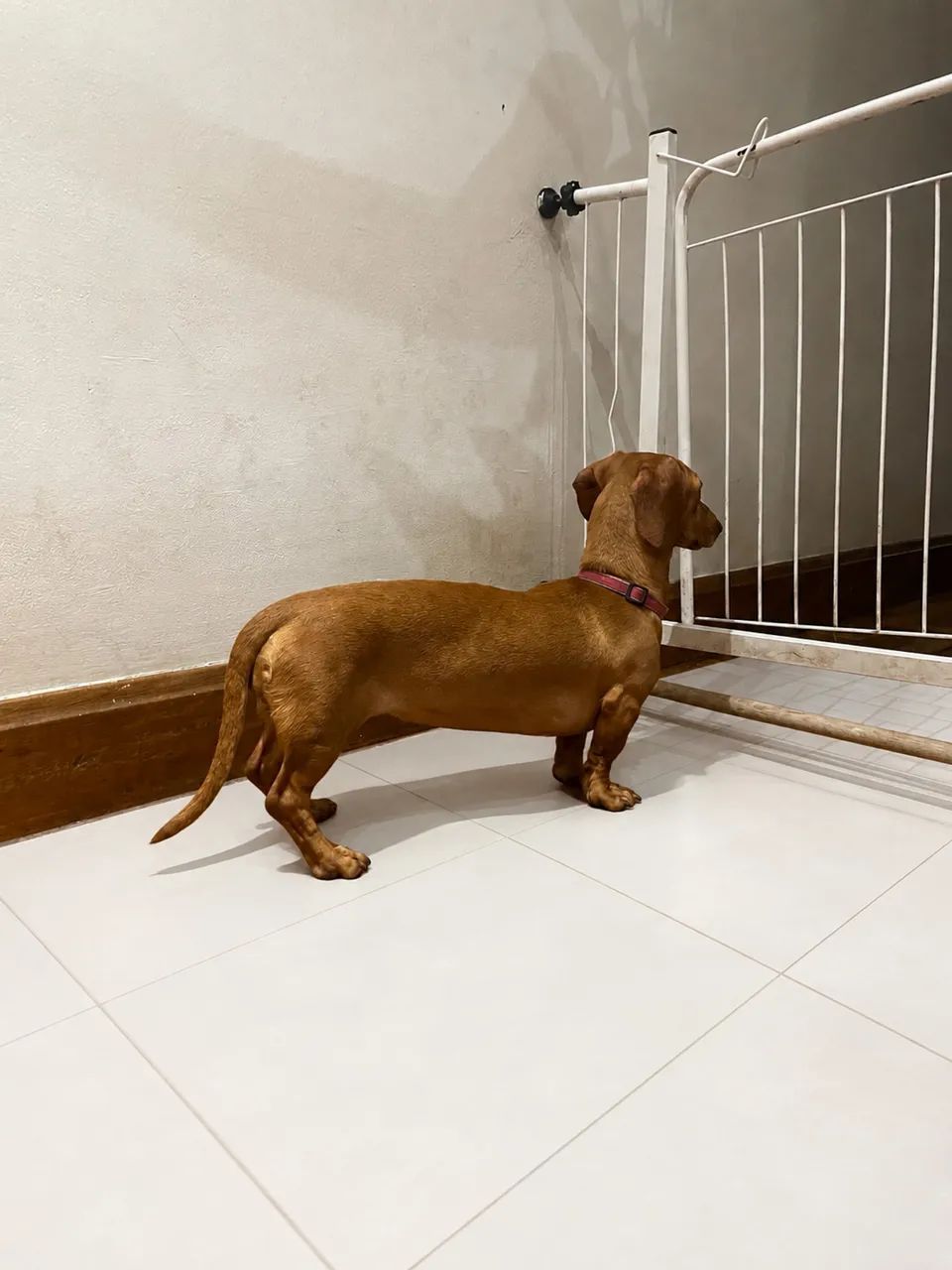 Basset  - Foto 3