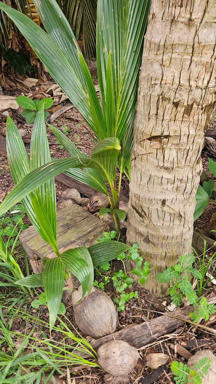 Vendo muda de coco  - Foto 5