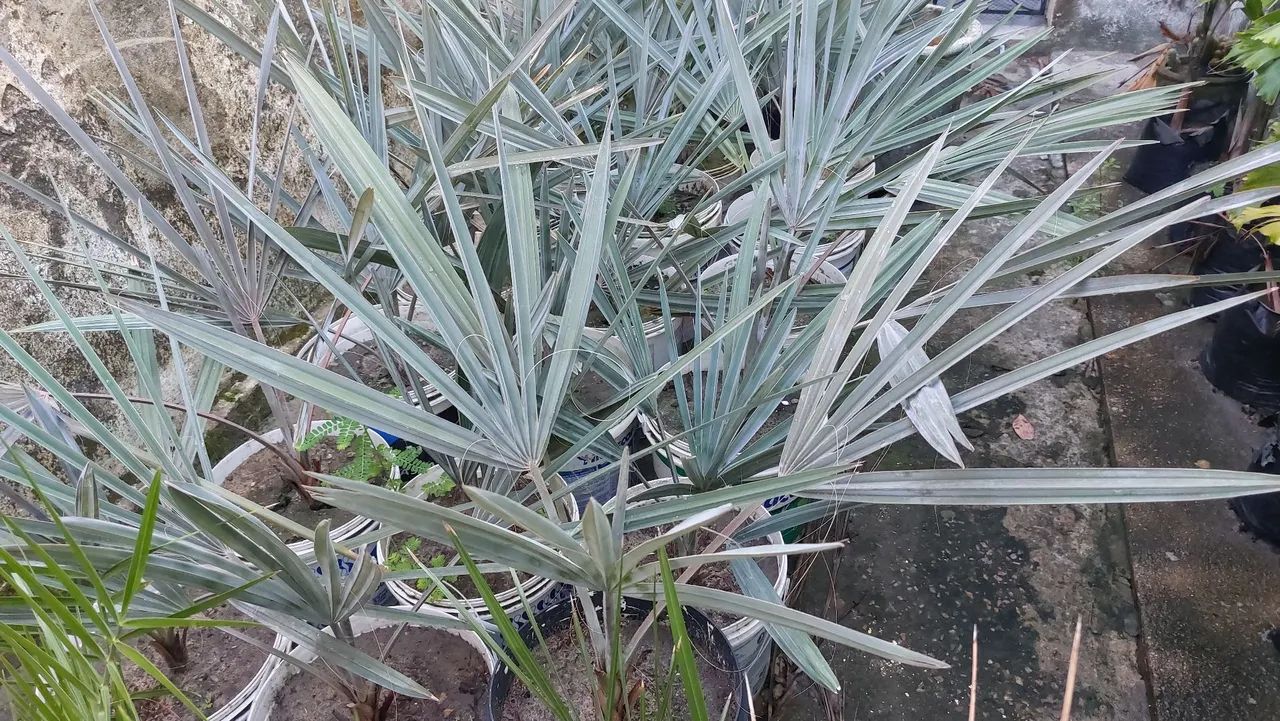 Palmeira Azul  - Foto 2