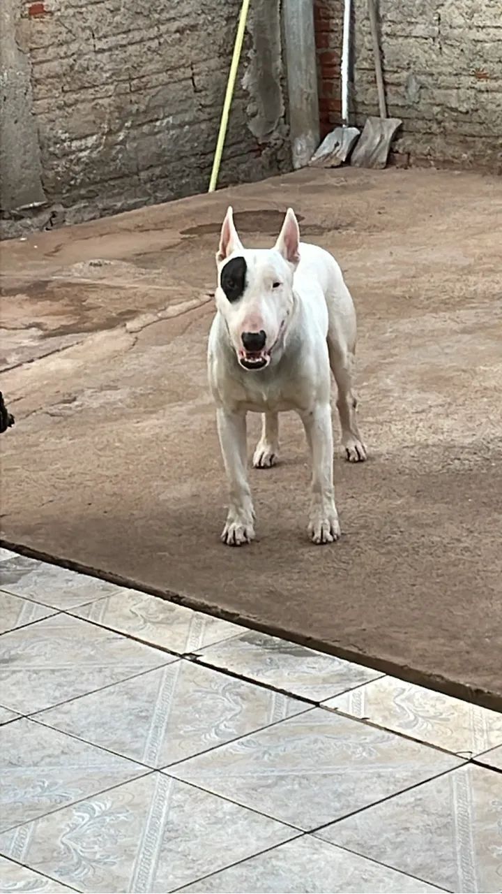 BULL TERRIER PARA COBERTURA  - Foto 3