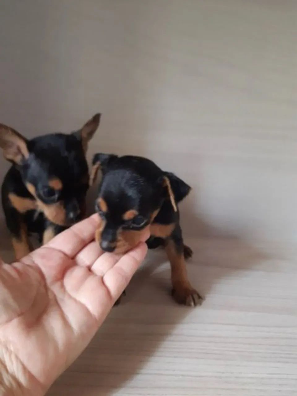 Pinscher Zero - Foto 4