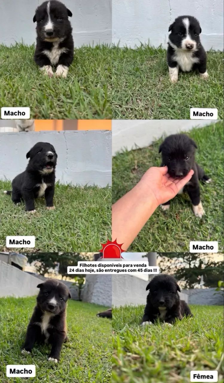 Filhotes de Boder collie x husky siberiano  - Foto 2
