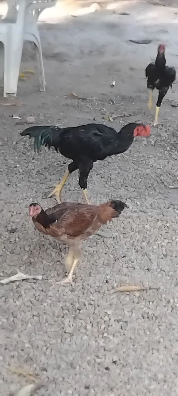 Vendo 4 galinhas e 2 galos da raça índio/carioca - Foto 4