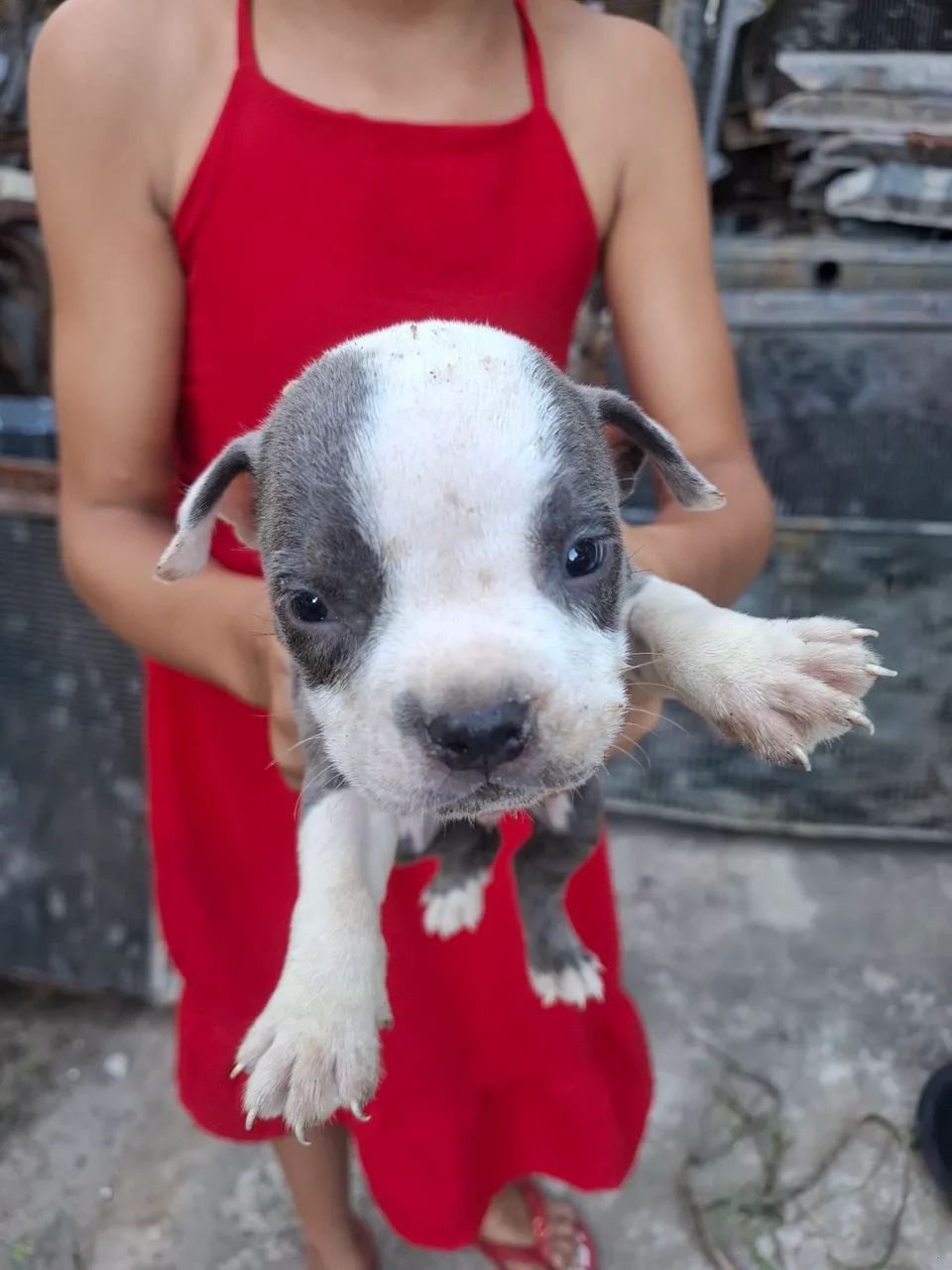 Filhote de American bully standard - Foto 5