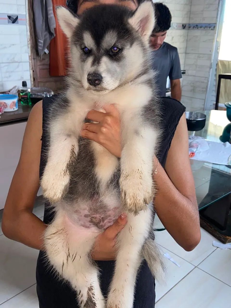 Husky siberiano macho - Foto 3