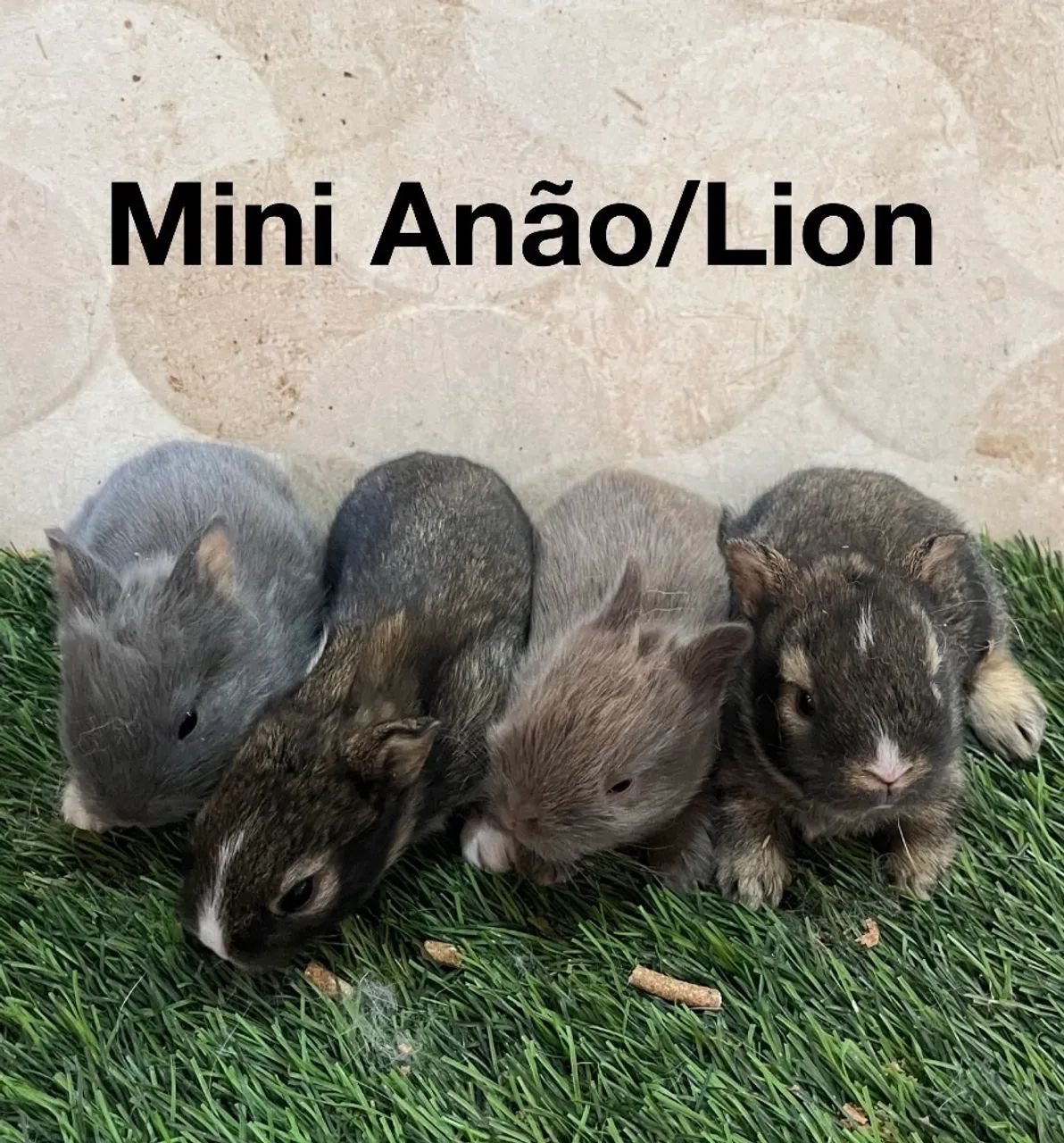 Mini Lion e mini anão  - Foto 2
