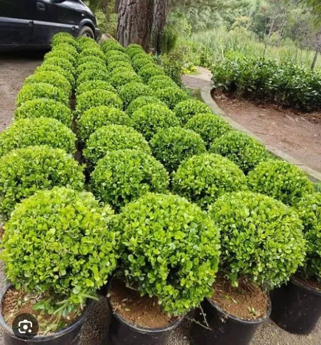 Plantas direto do produtor preço imperdivel - Foto 2