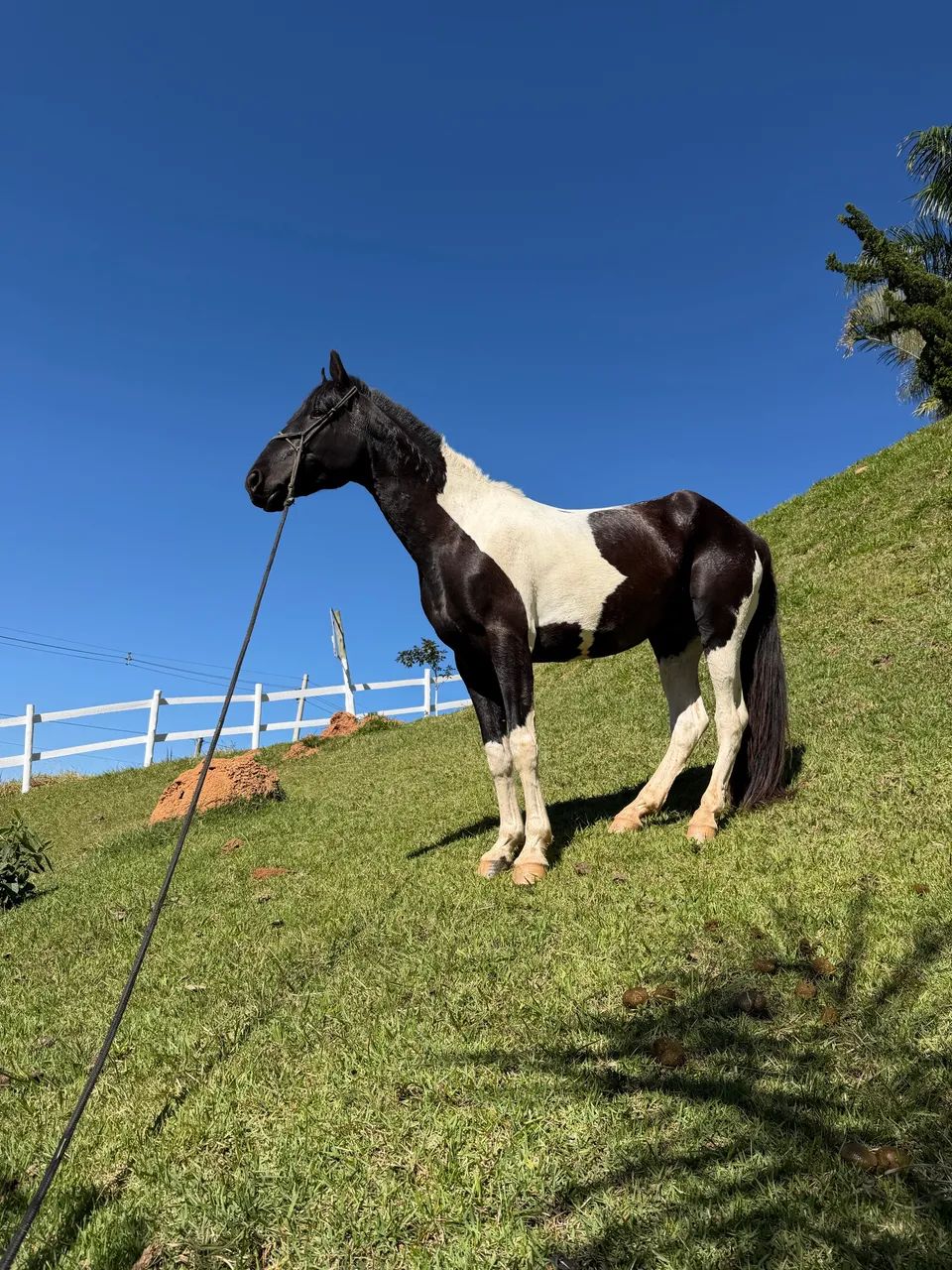 Vendo cavalo garanhão, campolino, pampa de preto e branco