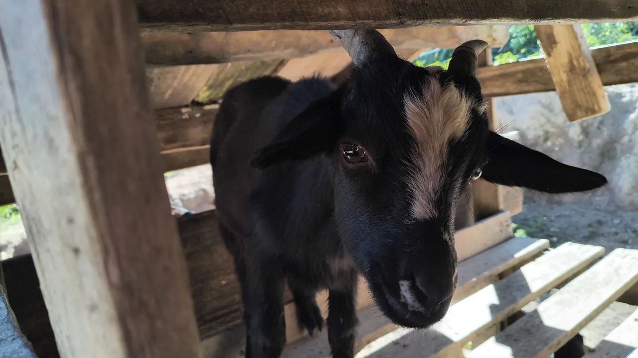 Mini bode cabrito  - Foto 2