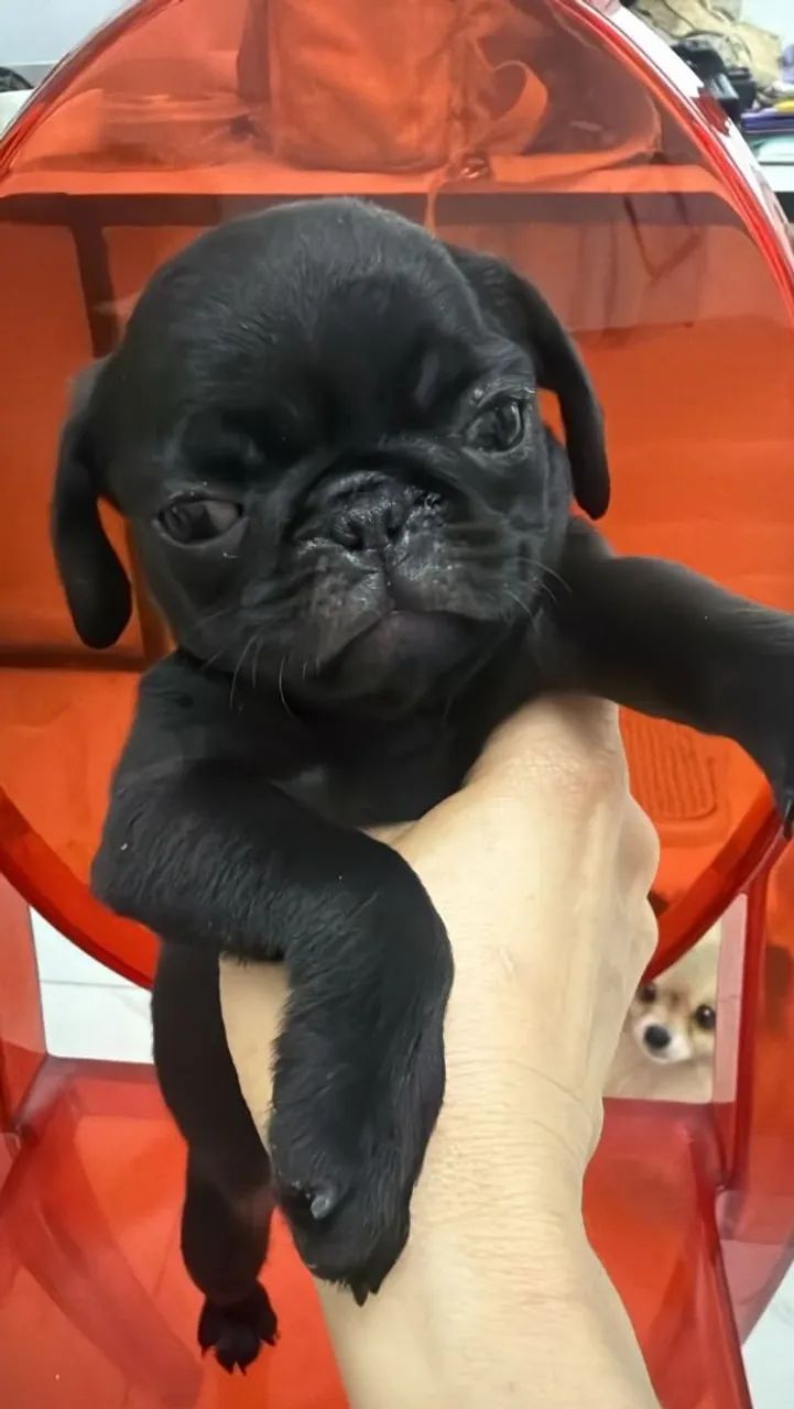 Lindo filhotes de pug 
