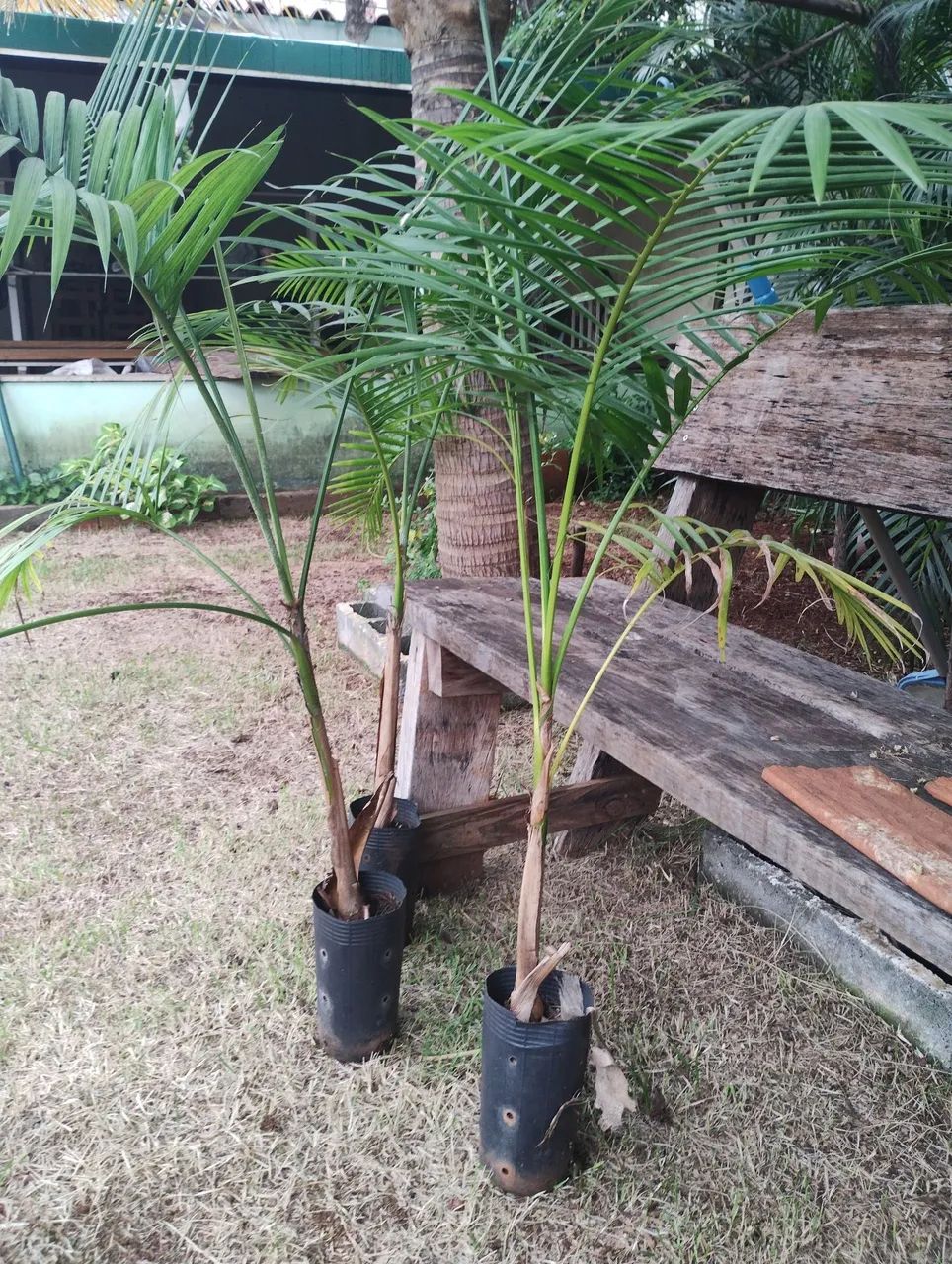 Palmeiras de Palmito Ornamental  - Foto 3