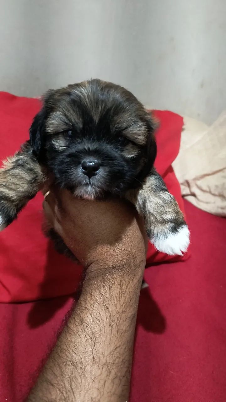Lhasa macho  - Foto 4