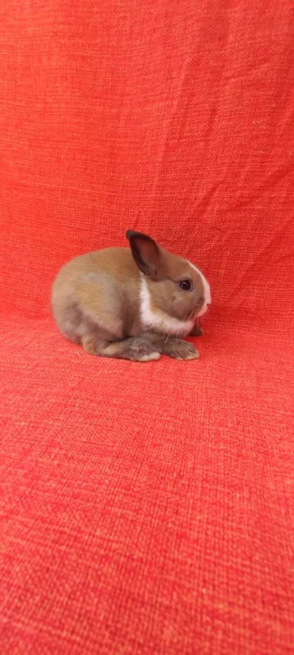 Mini coelho - Foto 3