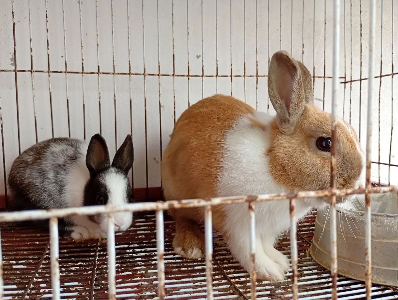 Vendendo 1 filhotes 1 mãe coelha  mini  Netherlands anão 