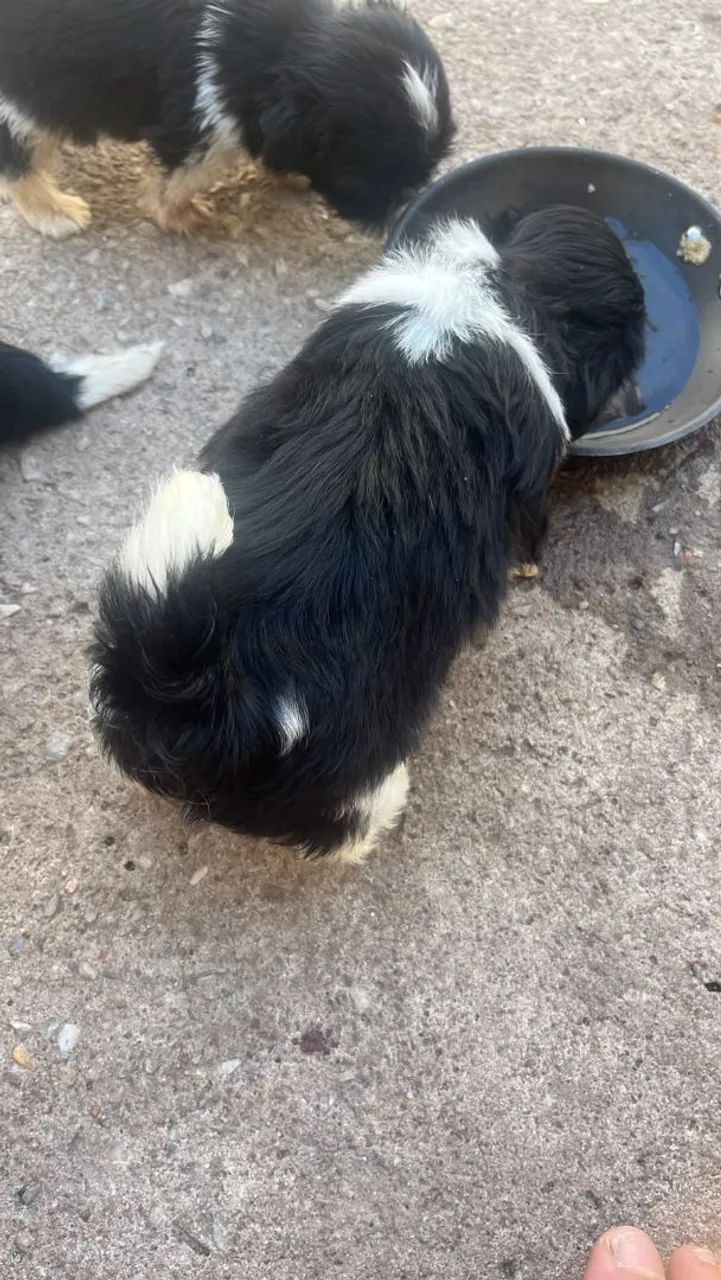 Cachorro shiatsu  - Foto 2