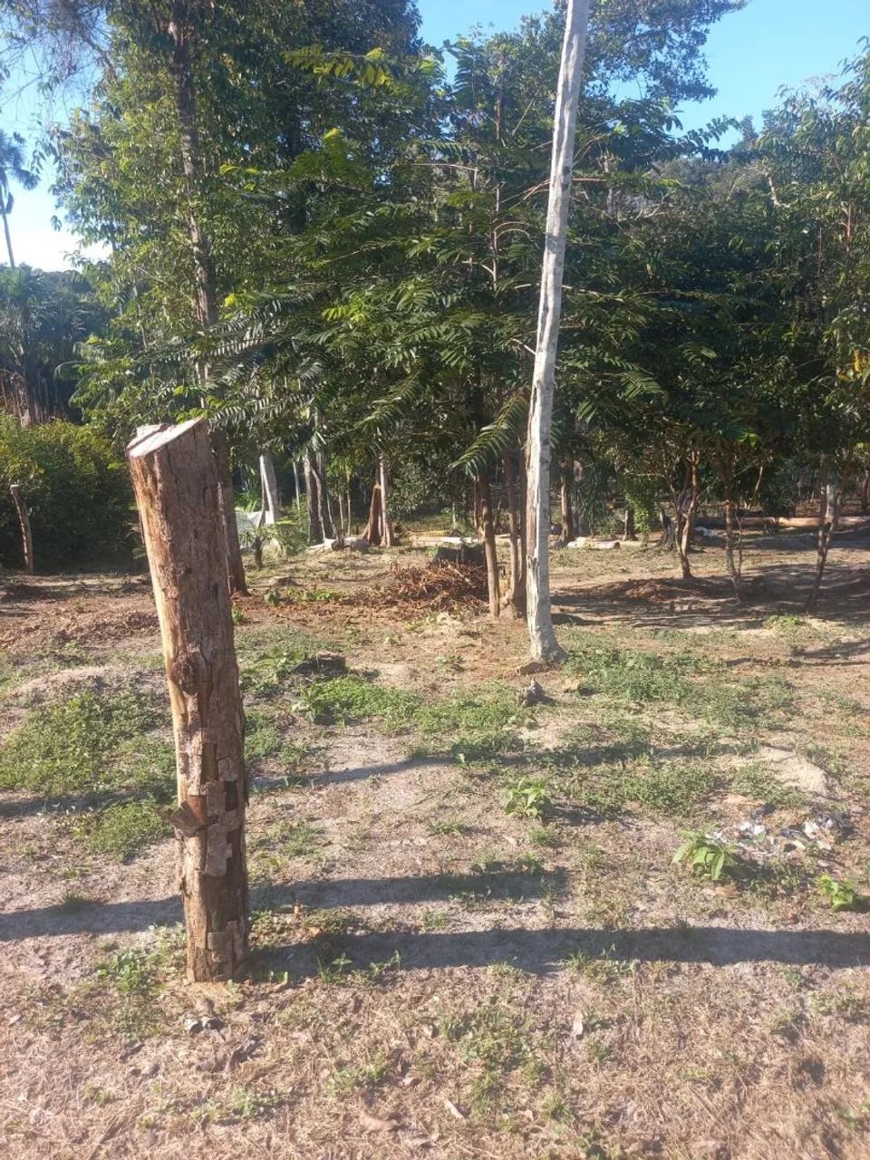 Sítio na estrada do brasilherinho km10 - Foto 2