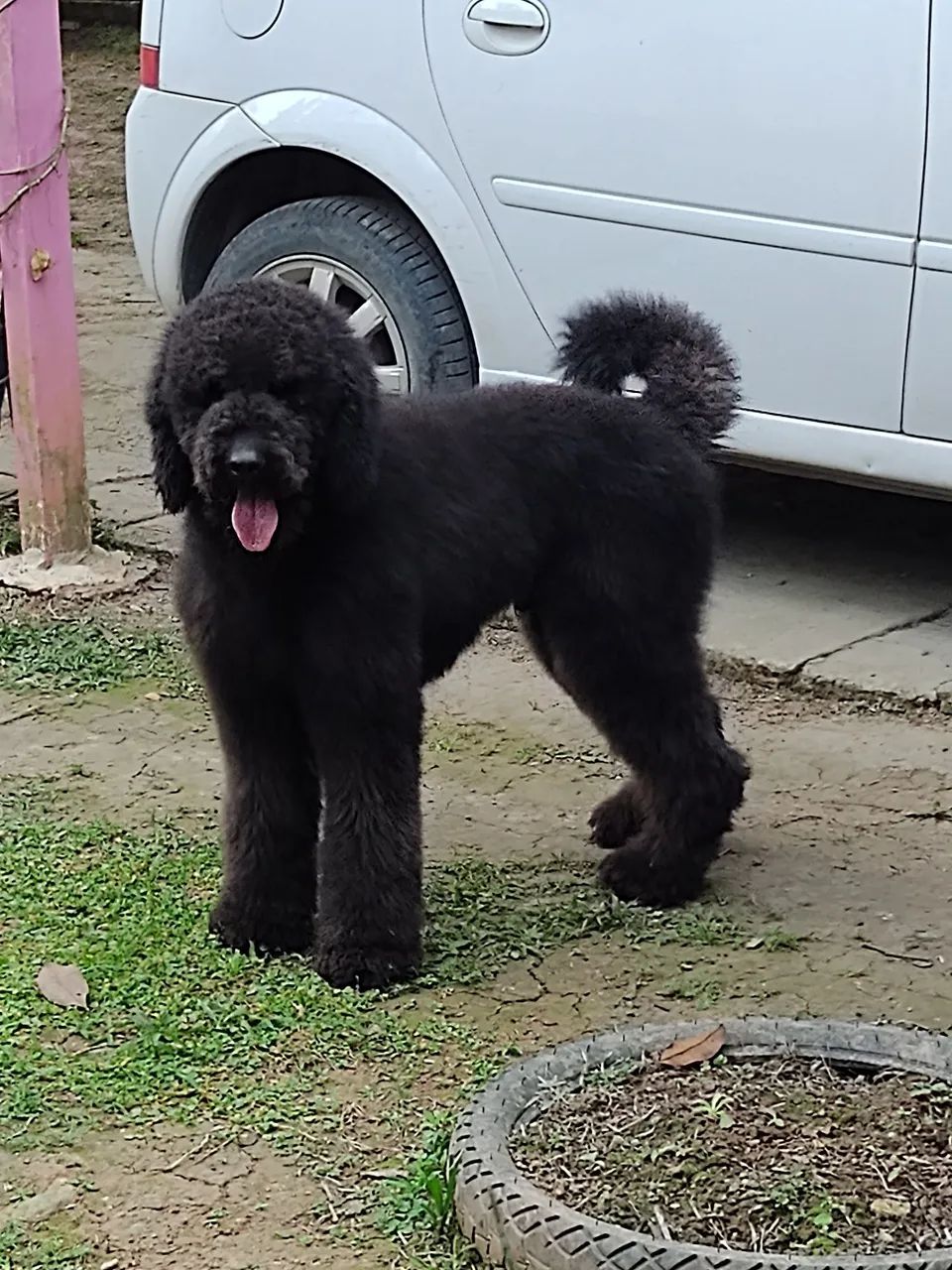 POODLE GIGANTE 