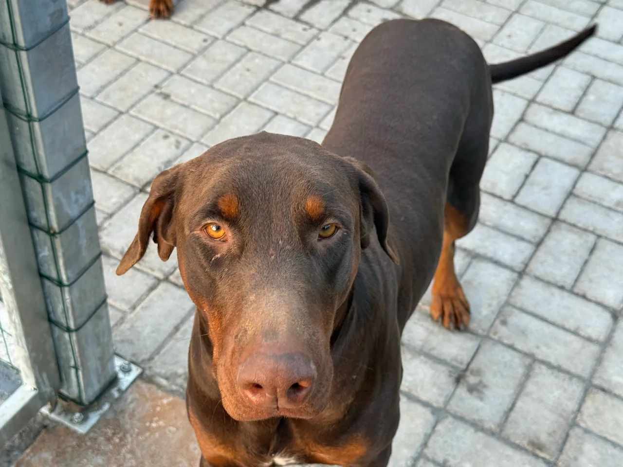 Doo  - Foto 2