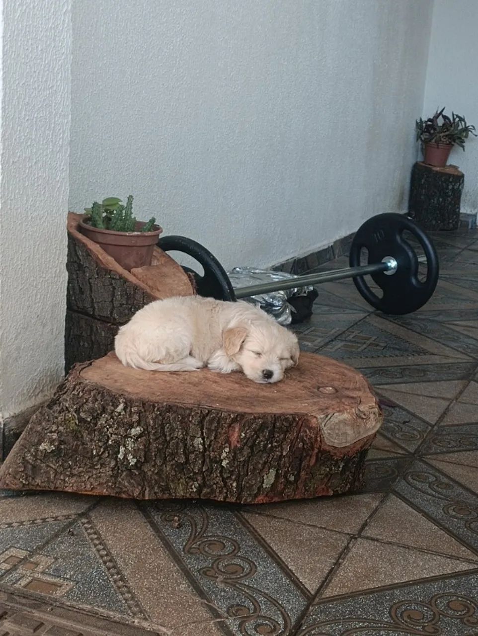 Cachorros  - Foto 5
