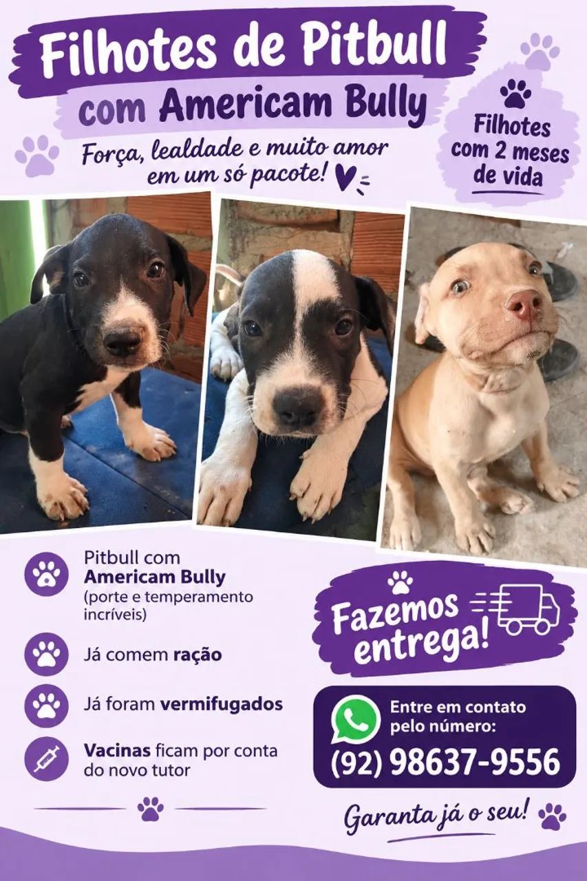 Filhotes pitbull/americam bully 