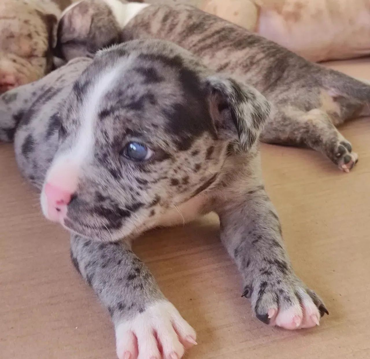 American bully exotic 