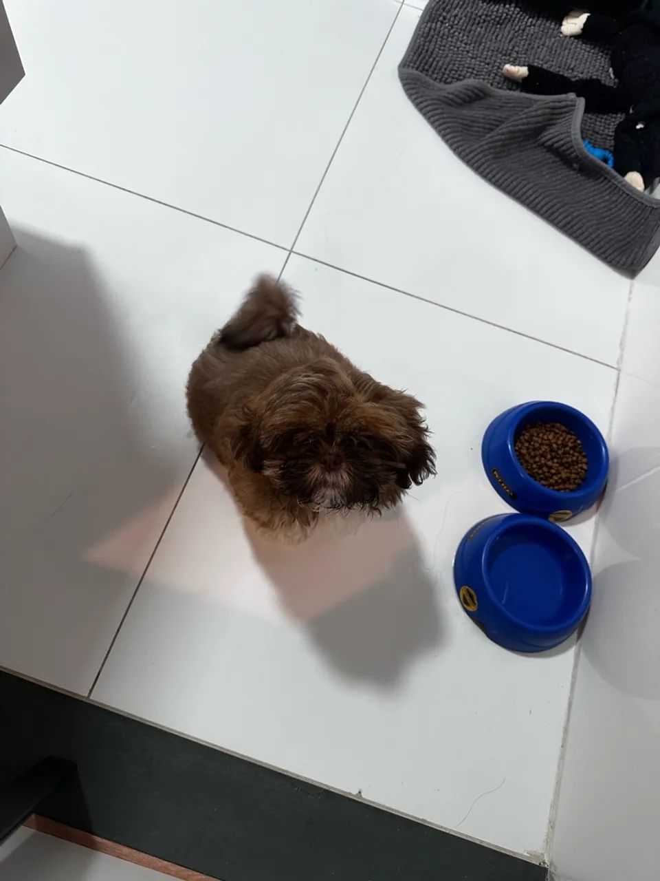 Venda de mini shitzu  - Foto 3