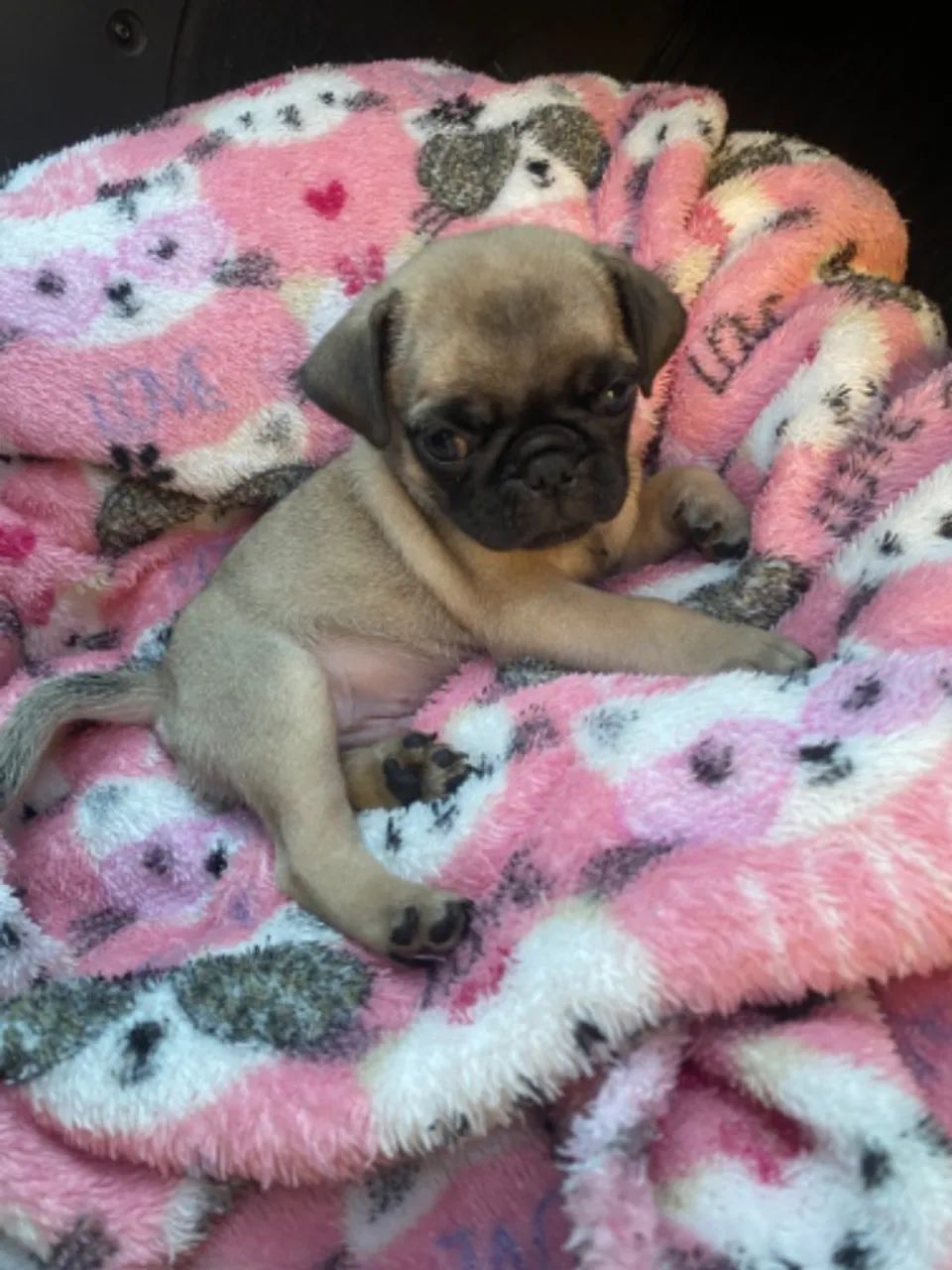 Cachorro filhote PUG Macho  - Foto 2