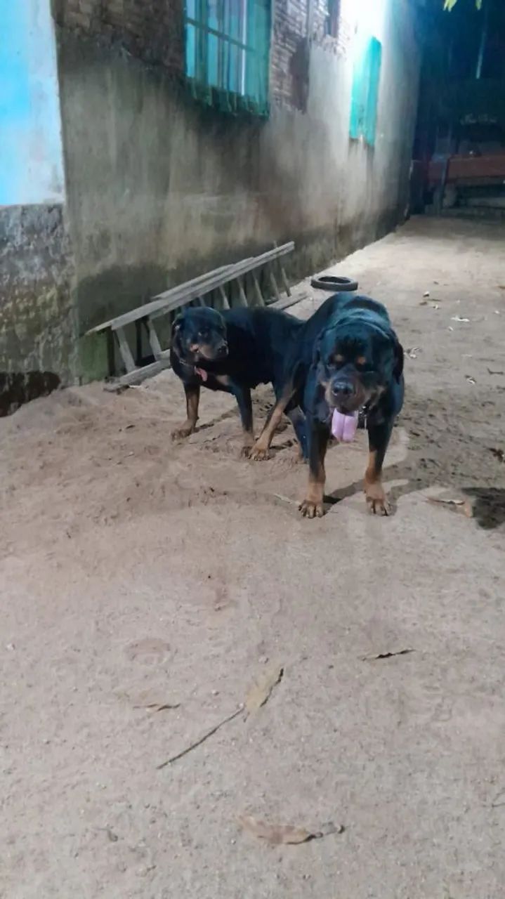 Rottweiler 