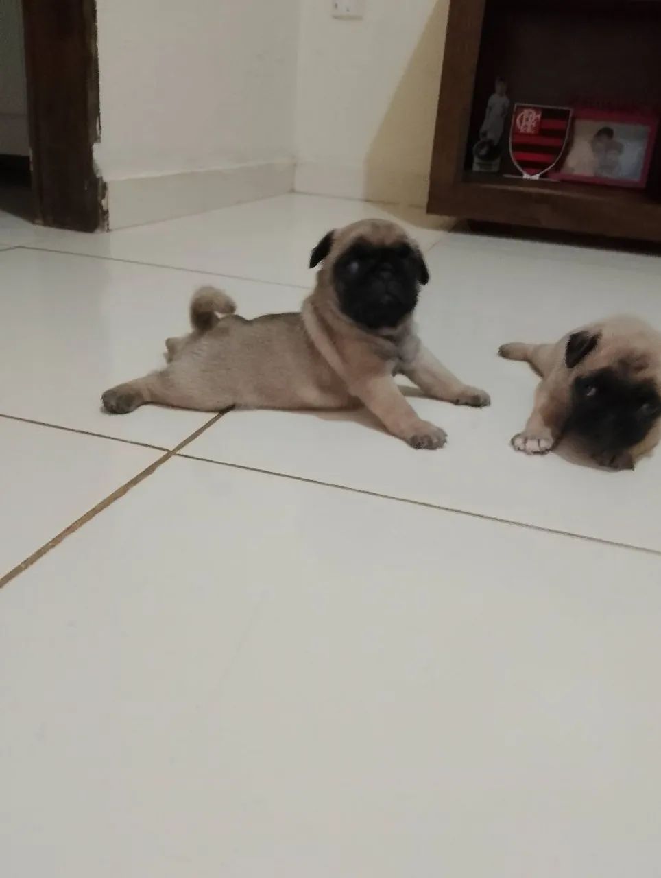 Pug macho filhote  - Foto 3