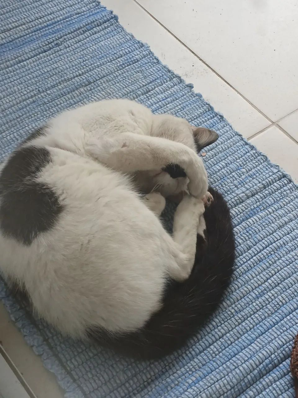 Doação de pet