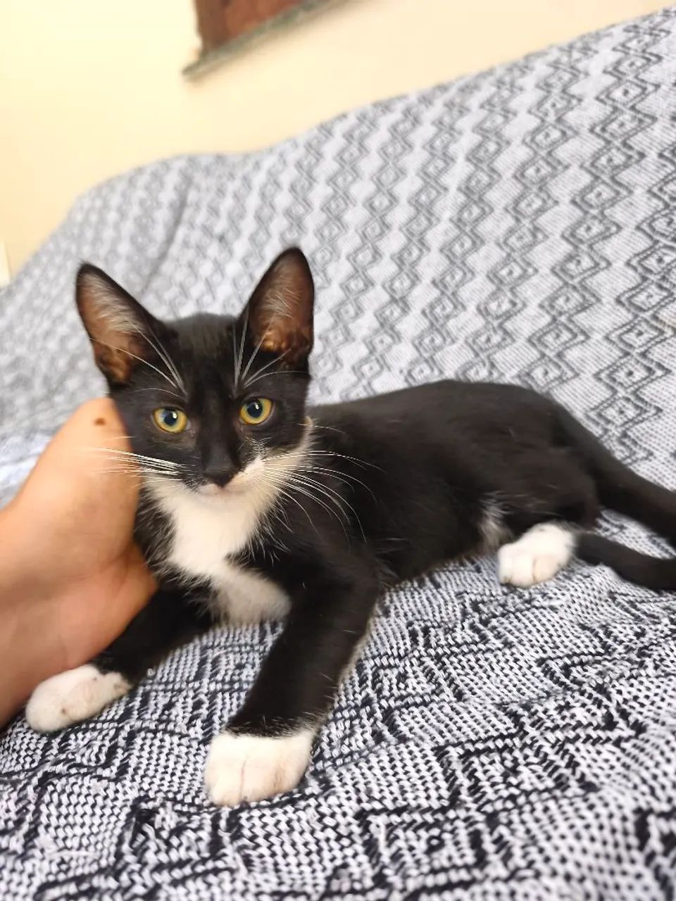 Filhotes para adoção 