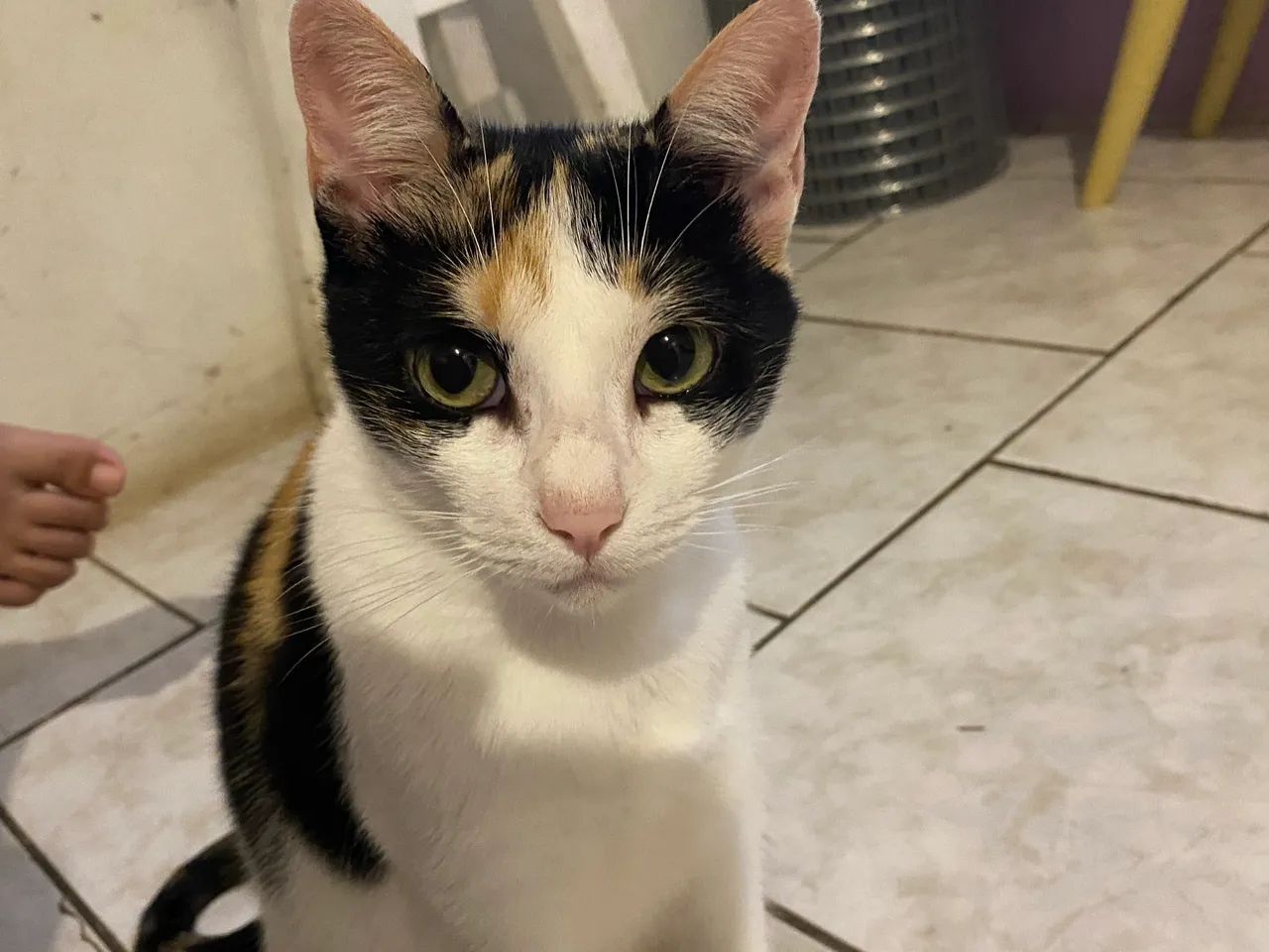 Pet - Foto 3