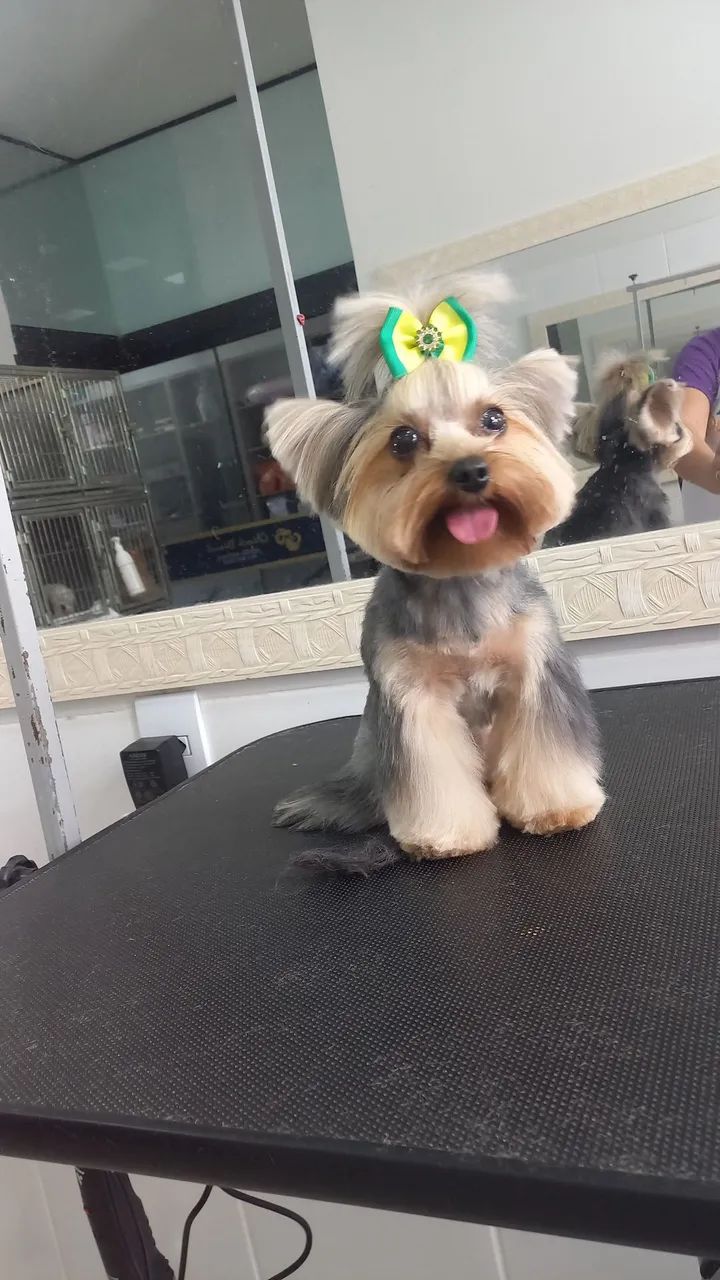 Universo Pet Banho e Tosa - Foto 4