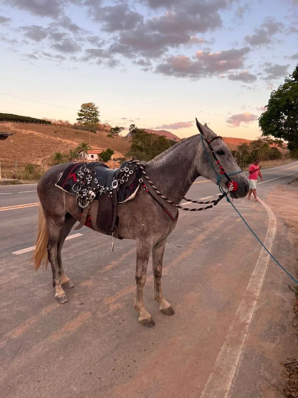 Égua mangalarga machador 