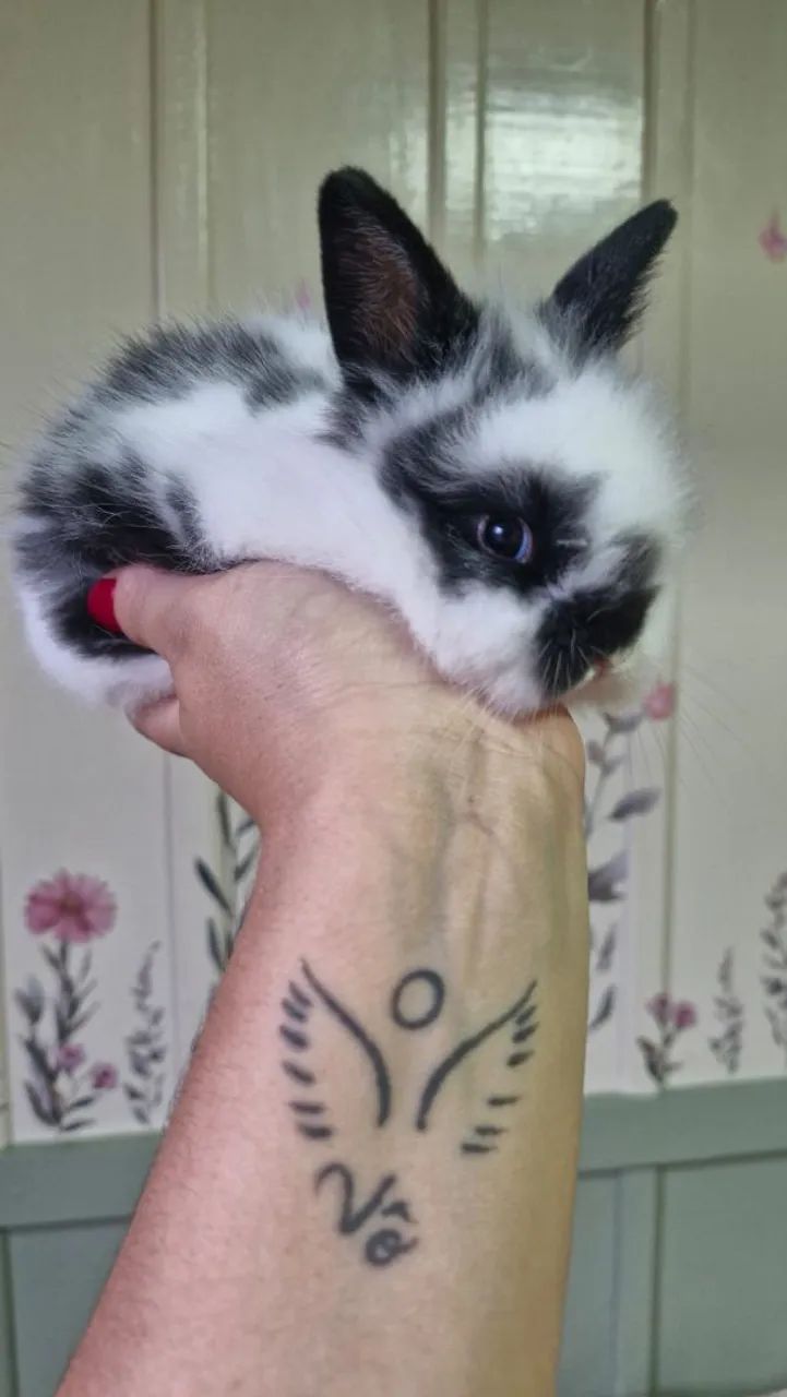 Mini coelhos - Foto 5