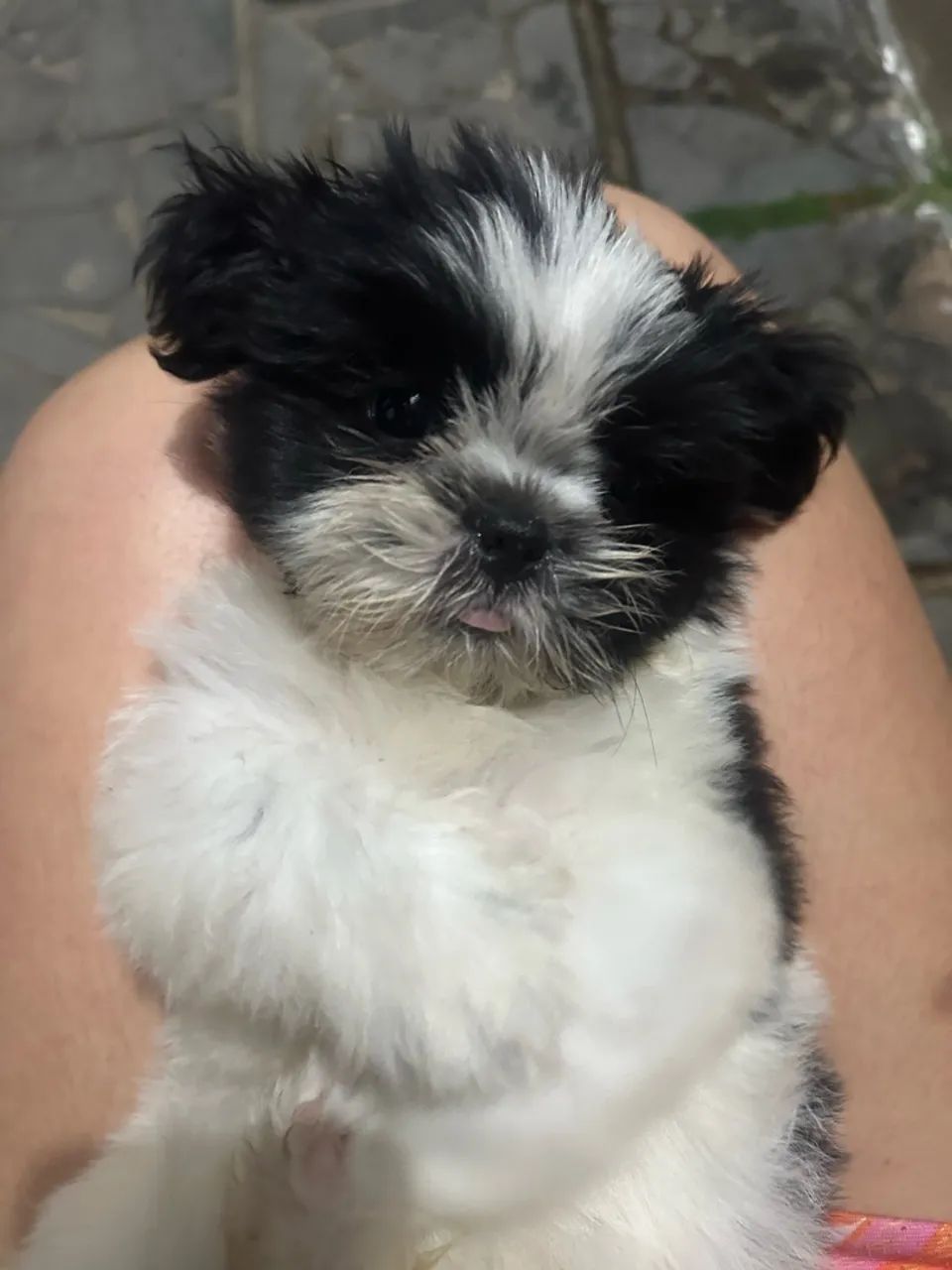 Shihtzu  - Foto 3