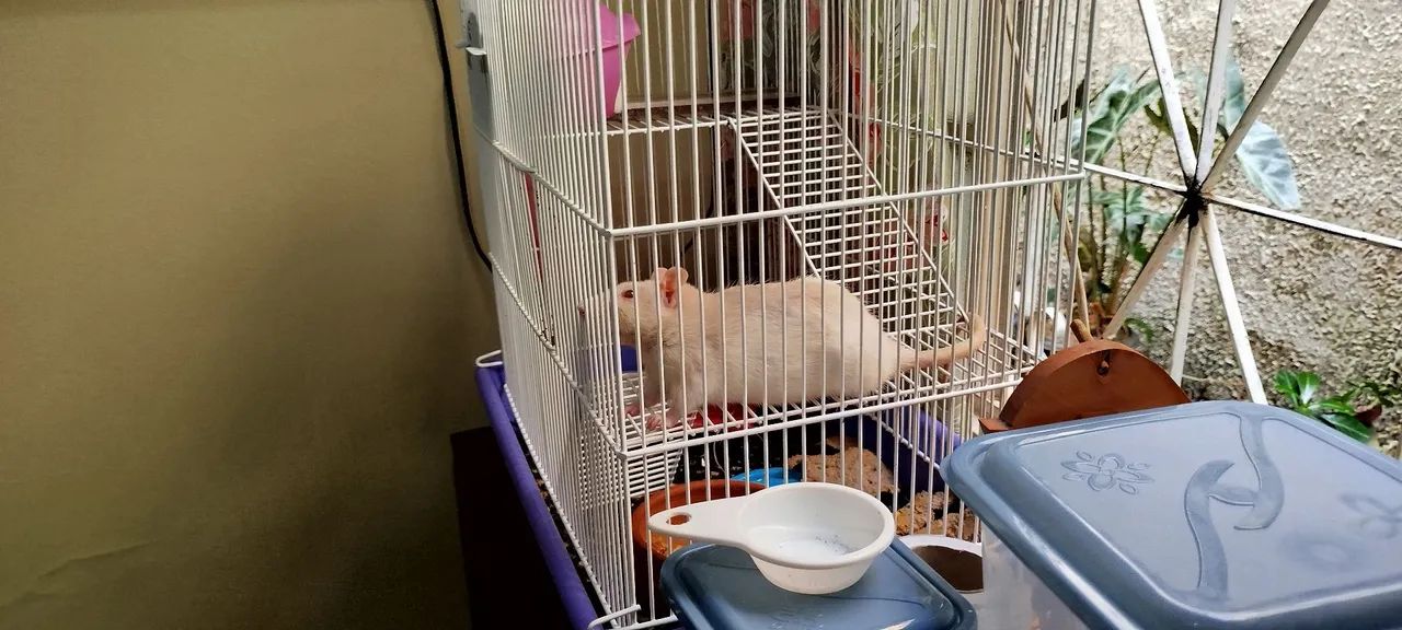 Gaiola rato Twister  - Foto 3