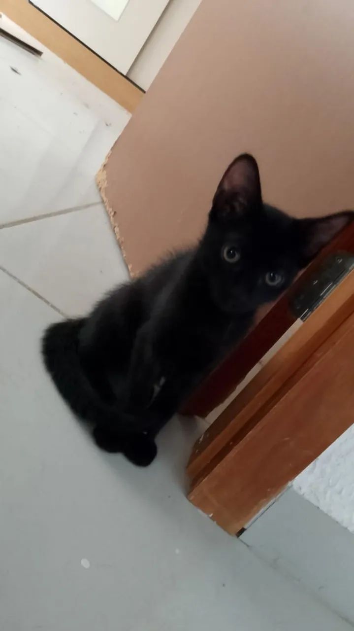 Gatos para adoção  - Foto 4
