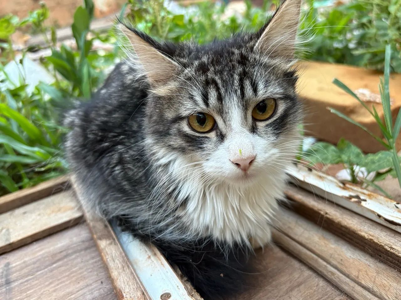 Doação de Gatos - Foto 3