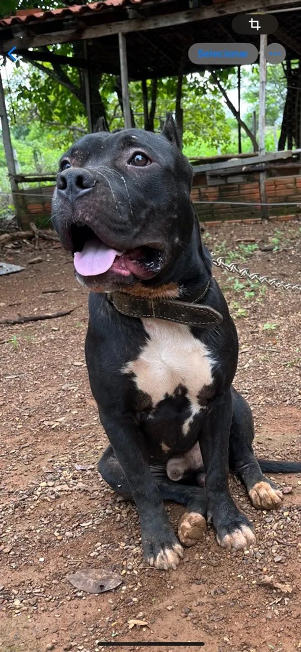 PIT BULL  - Foto 4