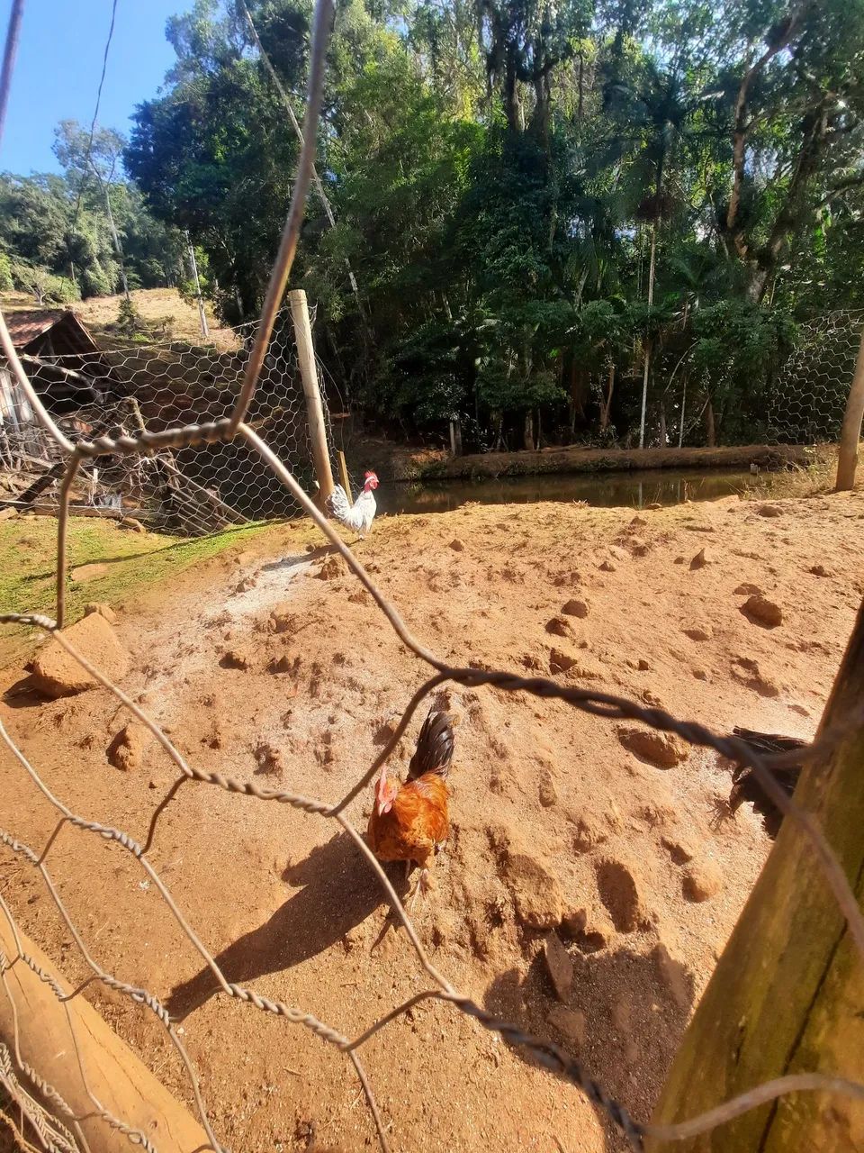 Galos garnizé. - Foto 3