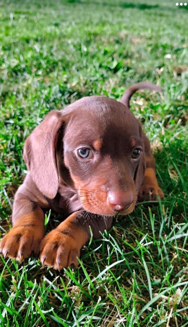 Dachshund macho chocolate  - Foto 3