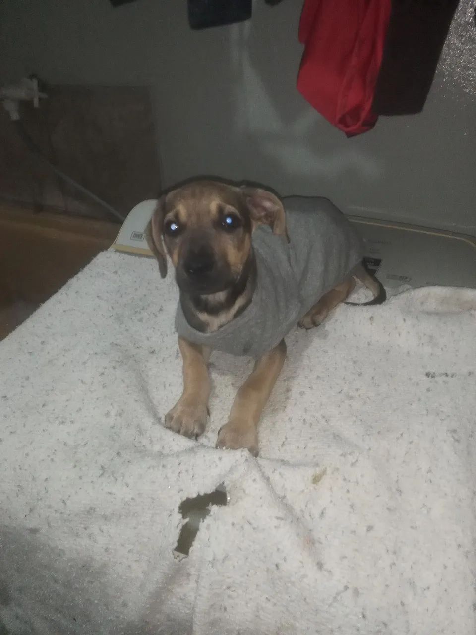 Cachorro macho  - Foto 3