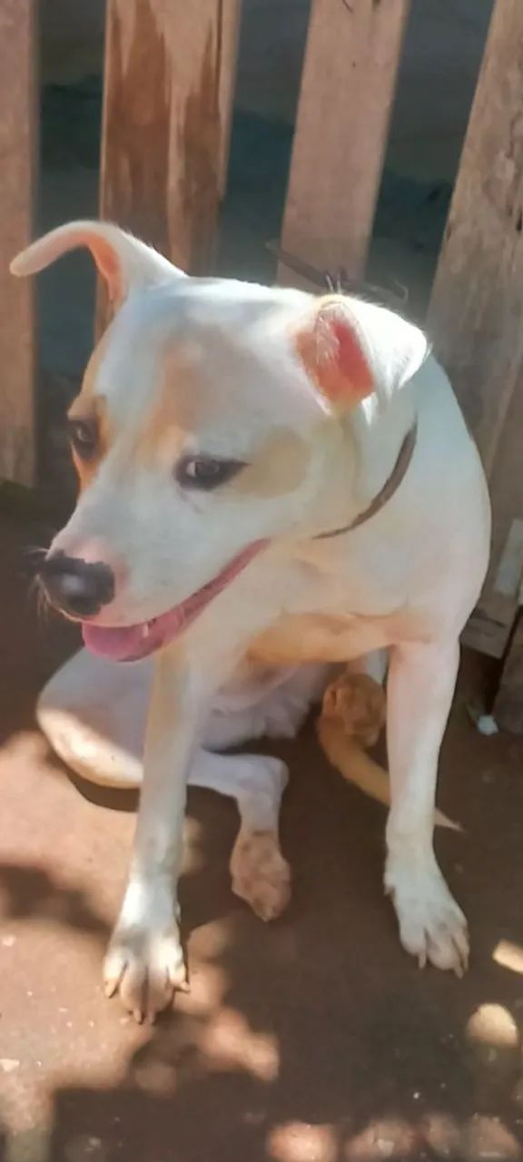 Pitbul  fêmea  p adoção  - Foto 3