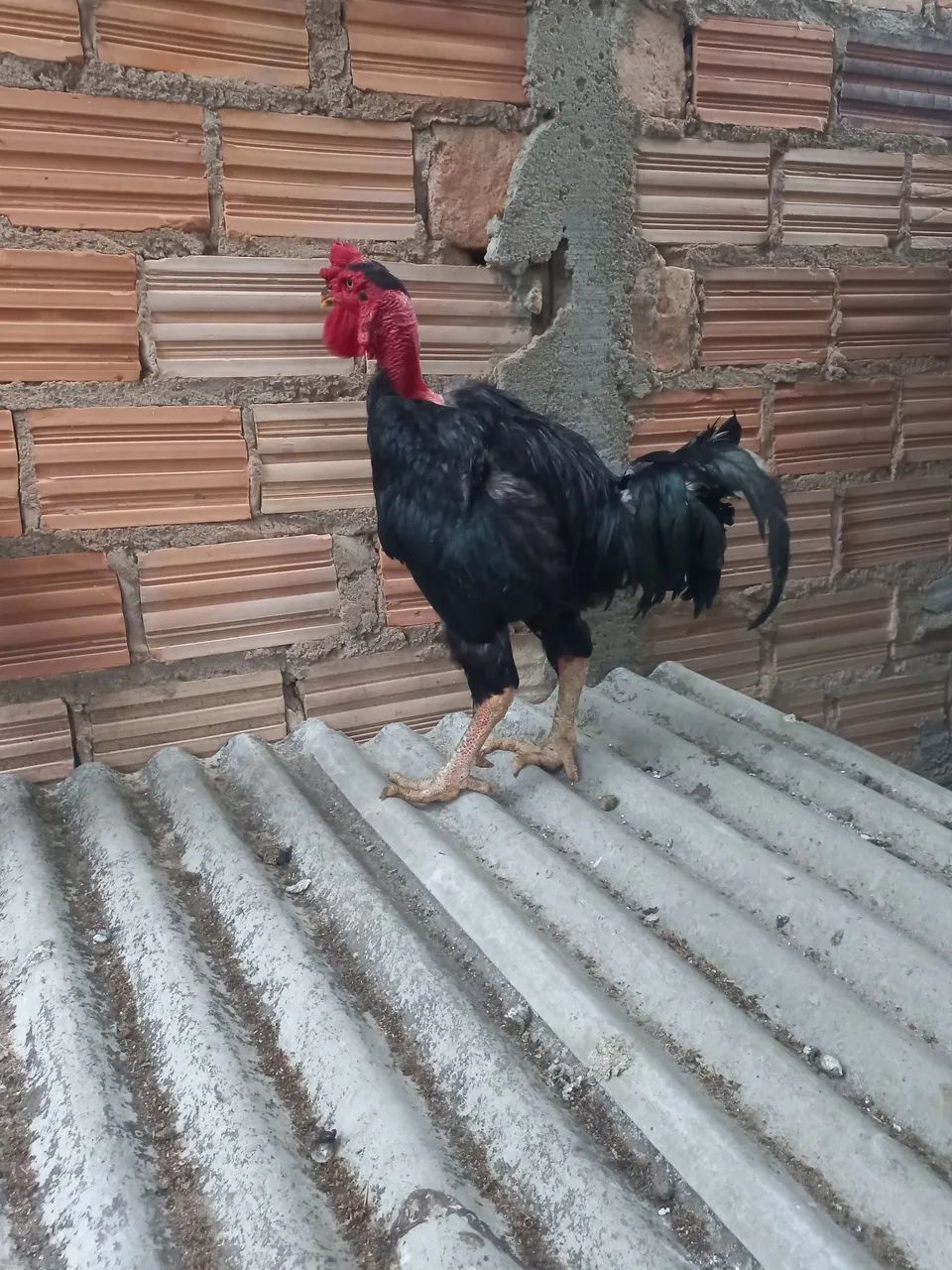 Galo polaco  - Foto 3