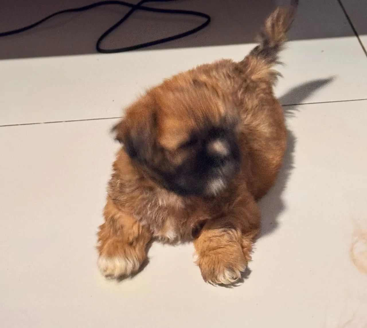Filhote Lhasa Apso