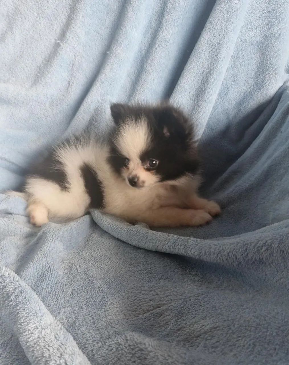 Spitz alemão anão macho  - Foto 3