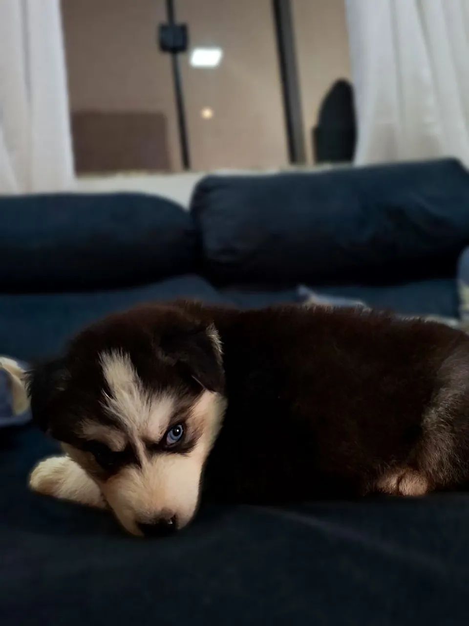 Husky  - Foto 4